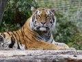 ZOO-Viden 24 srpen 2014 062.JPG